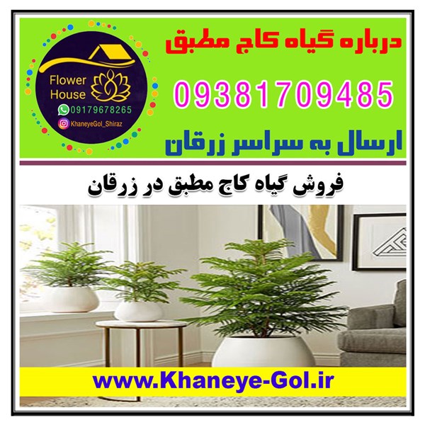 فروش گیاه کاج مطبق در زرقان " درباره گل کاج مطبق " نحوه نگهداری و مراقبت
