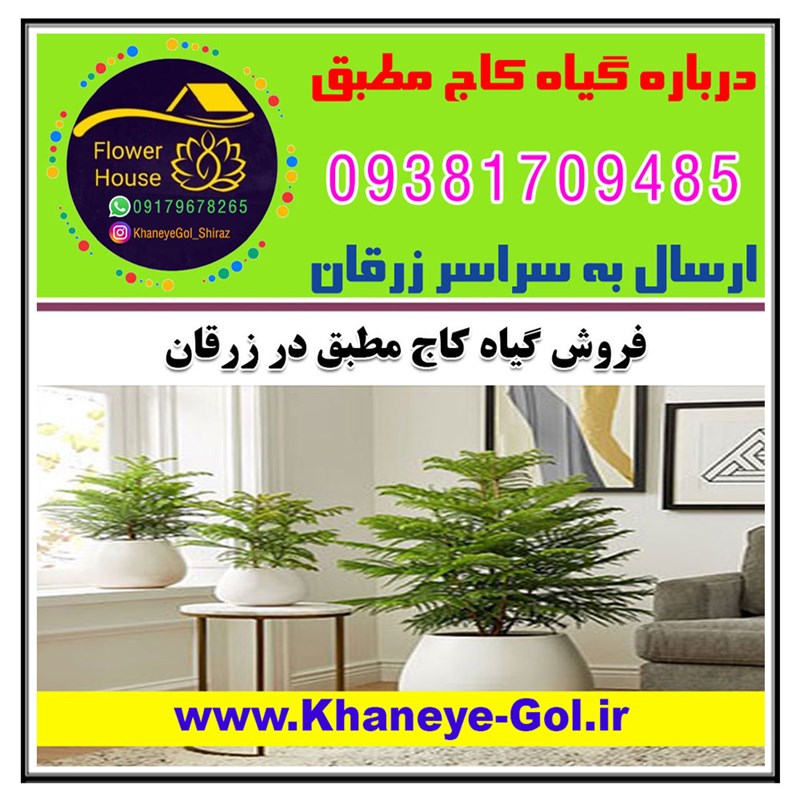 فروش گیاه کاج مطبق در زرقان " درباره گل کاج مطبق " نحوه نگهداری و مراقبت