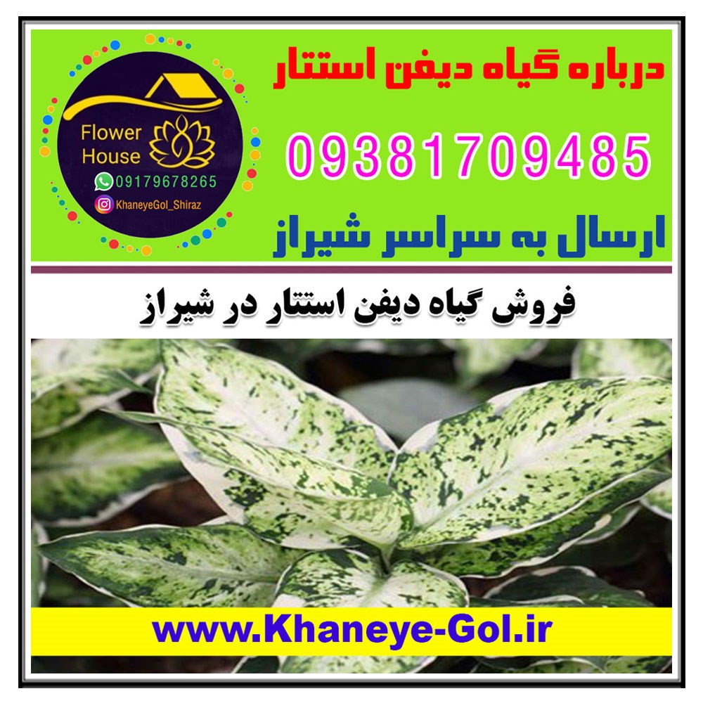 فروش گیاه دیفن استتار در شیراز " درباره گل دیفن استتار " نحوه نگهداری و مراقبت