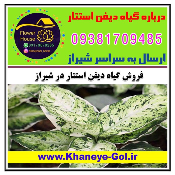 فروش گیاه دیفن استتار در شیراز " درباره گل دیفن استتار " نحوه نگهداری و مراقبت
