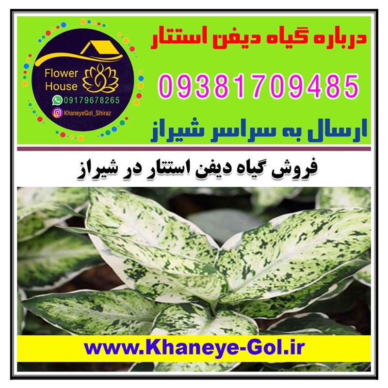 فروش گیاه دیفن استتار در شیراز " درباره گل دیفن استتار " نحوه نگهداری و مراقبت